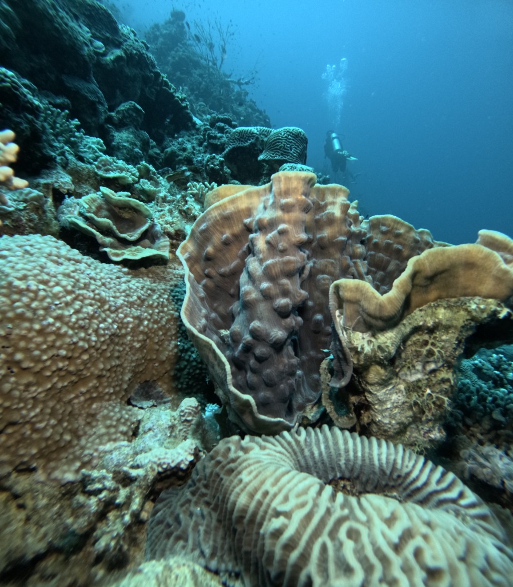 King Abdullah reef, Aqaba